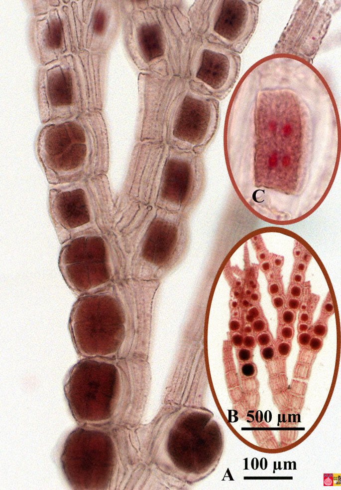 Kingdom Protista Phyla Groups sporophyte diagram 